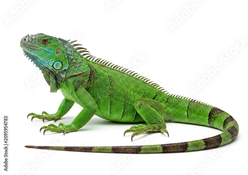 Fotografie Green Iguana on white background
