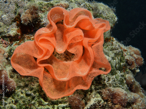 Close-up of the characteristic rose-shaped egg ribbon of the Spanish dancer (Hexabranchus sanguineus) attached to a coral reef in the Red Sea, Egypt.