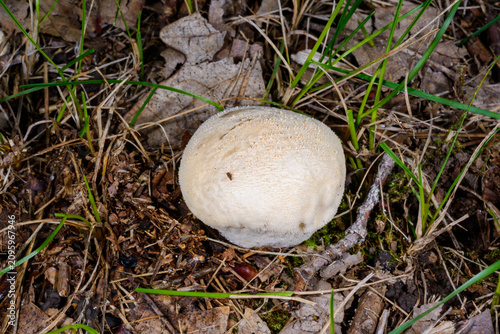 фотографія This is a puffball fungus, most likely the meadow puffball (Vascellum pratense),