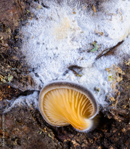 Tableau sur toile The fruiting bodies of the Mock Oyster Mushroom, Phyllotopsis nidulans, growing on decaying wood