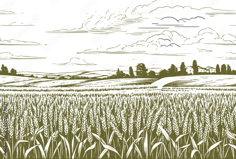 Obraz premium A field of wheat or rye, hills and trees on the horizon, a sketch. Vector illustration. Panorama of a rural landscape, seamless horizontal border on a white background