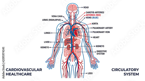 Tableau sur toile Human Circulatory System Anatomy: Heart, Blood Vessels, Lungs, Kidneys, Liver