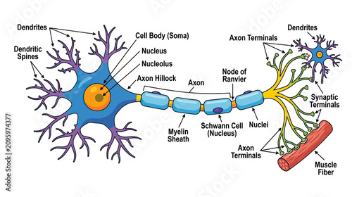 Neuron Diagram: Structure of a Nerve Cell with Labels