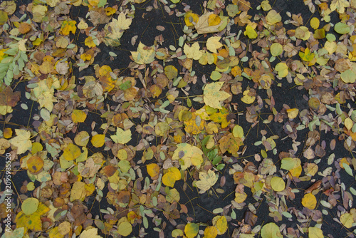 Bild auf Leinwand Yellow and brown fallen leaves on asphalt in mid November