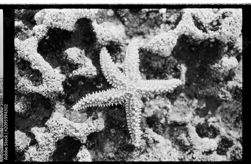 Sea Star on Textured Intertidal Rock