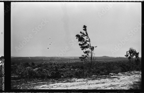 Windswept Pine Tree over Rural Portuguese Landscape