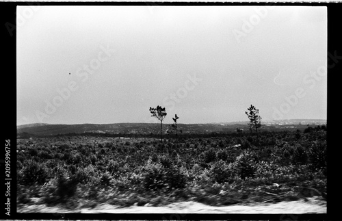 Sparse Pine Trees across Portuguese Countryside from a Moving View