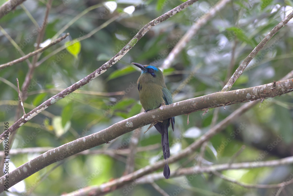 Obraz premium Keel-billed Motmot (Electron carinatum) perched on a tree branch. Taken at Panacam Lodge in Honduras.