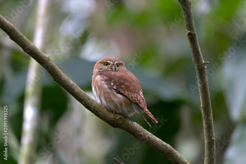 Bild auf Leinwand Ferruginous Pygmy-Owl (Glaucidium brasilianum)
