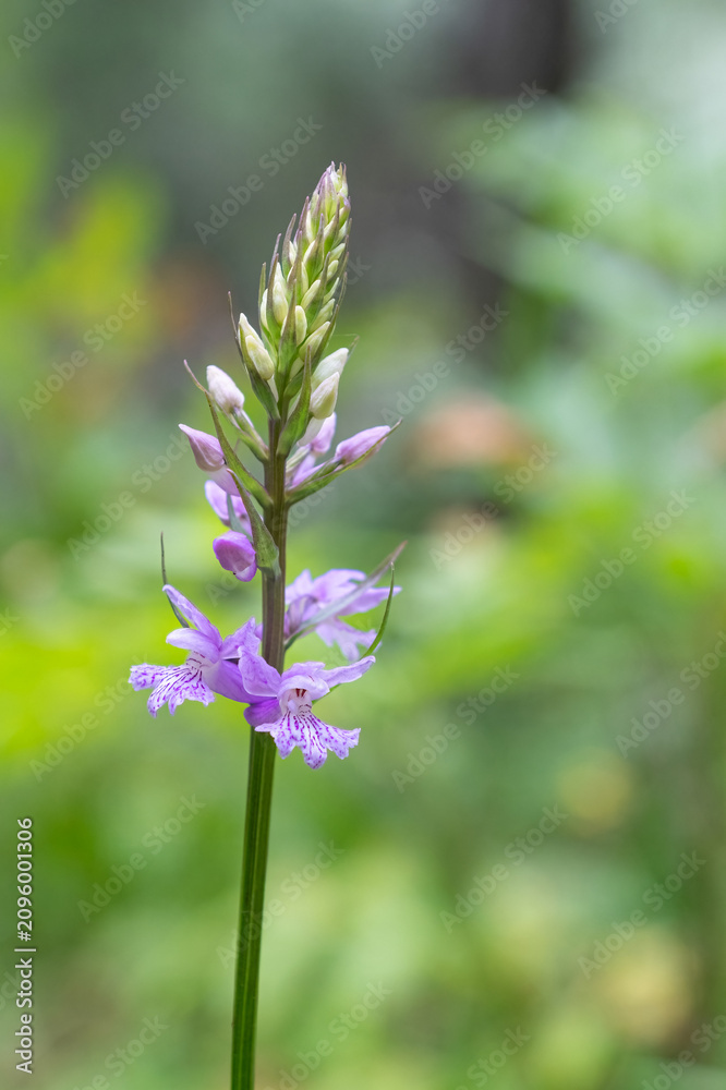 Obraz premium A graceful species of wild salep/orchid (Dactylorhiza) growing among the green vegetation, with spotted purple flowers blooming at the base and buds at the top.