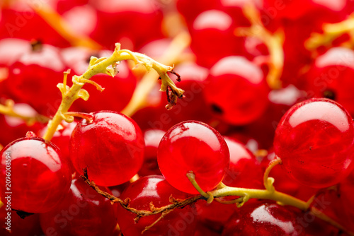 Close up of red currants. The berry is native to western Europe, widely cultivated and has escaped into the wild in many regions.