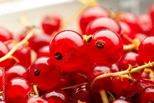 Close up of red currants. The berry is native to western Europe, widely cultivated and has escaped into the wild in many regions.
