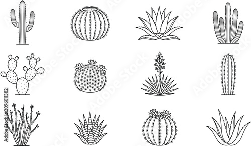 Desert Cactus and Succulent Plant Collection with Hand Drawn Botanical Vector Illustration Set
