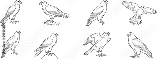 Detailed Falcon and Hawk Bird Outline Vector Set with Flying and Perched Raptor Illustrations