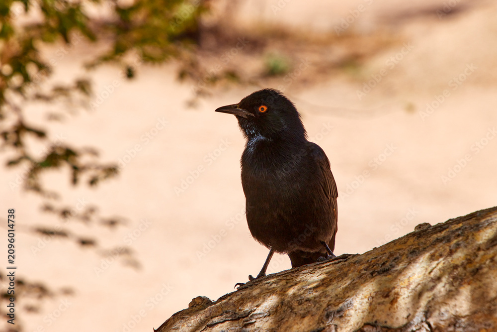 Fototapeta premium Ein schwarzer Vogel sitzt auf einem Ast vor hellem, unscharfem Hintergrund bei Spitzkoppe in Namibia.
