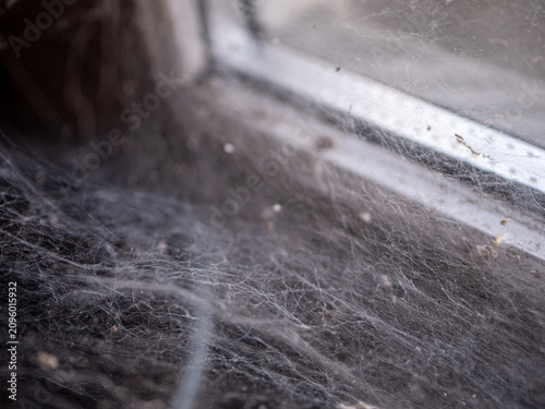 Fotografie Dusty spider web covering an old window corner