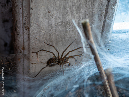 Foto House spider resting in a dusty cobweb by an old window