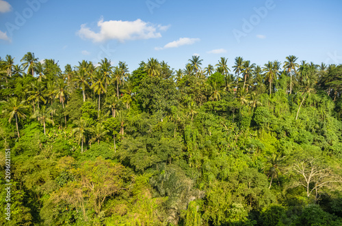 Green tropical hillside with coconut palms and lush vegetation in a valley under a blue sky