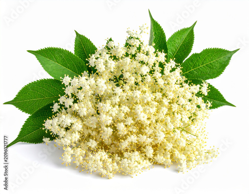Blüte