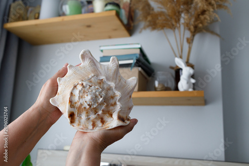 фотографія large seashell held in hands against wall with shelves showing travel souvenir a