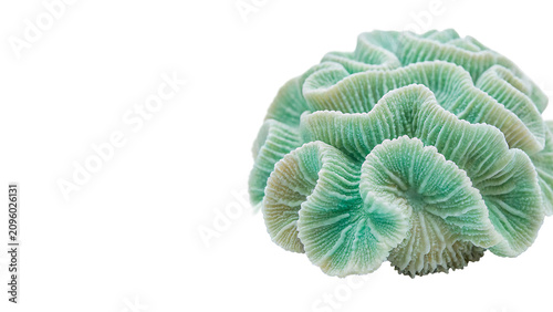 Canvastavla Natural green sea coral branch marine ocean reef wildlife decoration element iso