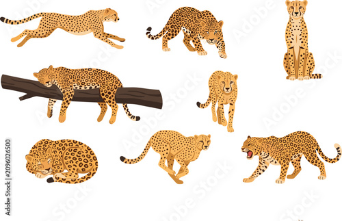 Canvas Print Wild Cheetah and Leopard Collection with Running Resting Hunting Sitting and Wal