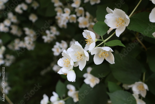 White mock orange flowers, a flowering  branch resembling jasmine. Small, delicate flowers among green foliage. Close-up.