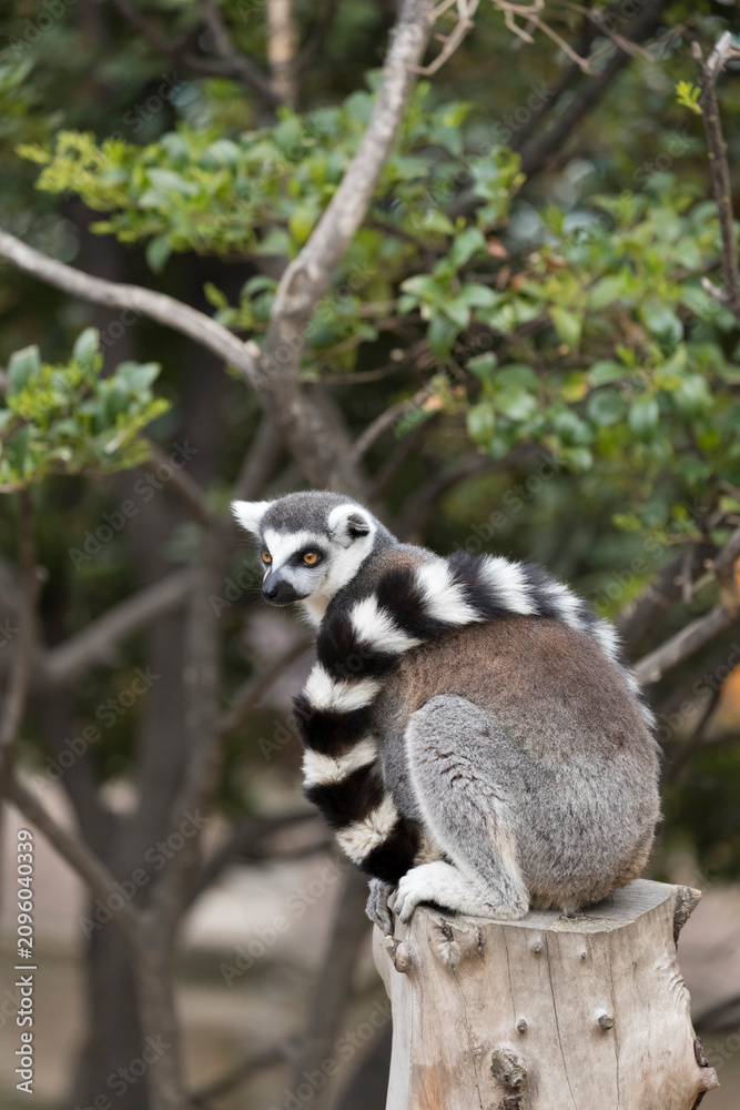 Obraz premium The ring-tailed lemur (Lemur catta) wraps its tail around its back.