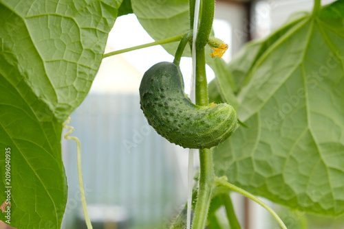 Tableau sur toile Deformed cucumber growing on a greenhouse vine, showing nutrient imbalance and unusual fruit shape in organic vegetable production
