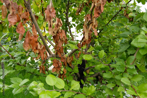 Bild auf Leinwand Apple tree with leaf blight and trunk canker, showing a common orchard disease that weakens growth and reduces fruit yield in summer