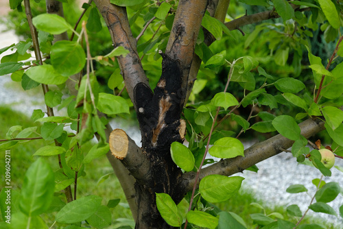 Obraz na plátně Apple tree with leaf blight and trunk canker, showing a common orchard disease that weakens growth and reduces fruit yield in summer