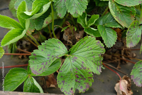 Obraz na plátně Strawberry leaves with leaf spot disease, showing purple lesions and decline
