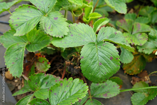 Obraz na plátně Strawberry leaves with leaf spot disease, showing purple lesions and decline