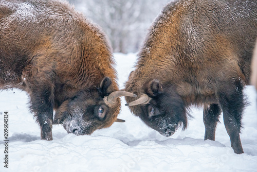 Clash. Two European bison butt heads, figuring out which one is tougher