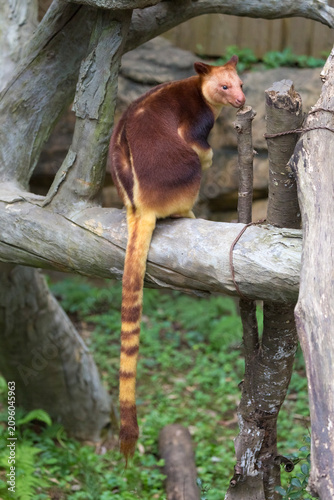 Fotografie Goodfellow's tree-kangaroo (Dendrolagus goodfellowi) has a long tail that dangles from a branch