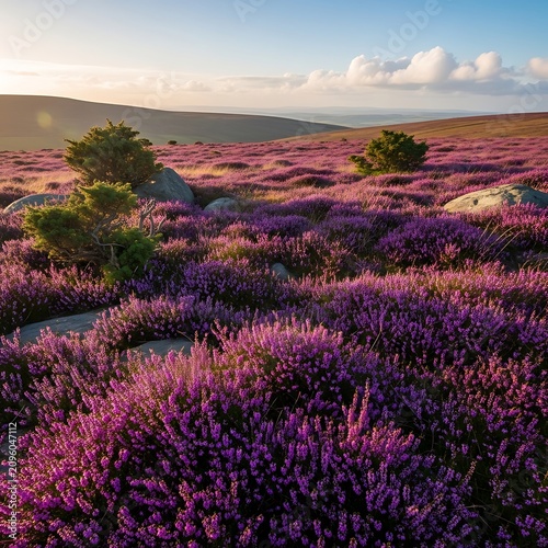 Vibrant Purple Heather Blooming Across Rolling Moorland at Golden Sunset