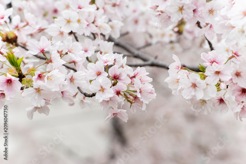 Closed up background of pink white color flower sakura (cherry) blossom