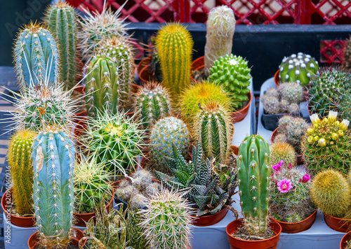 Assorted collection of miniature colourful cacti plants sold in garden market