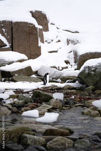 Penguin stands on rocky shore covered with snow. Antarctic expedition. Antarctic Peninsula. Zodiac landing