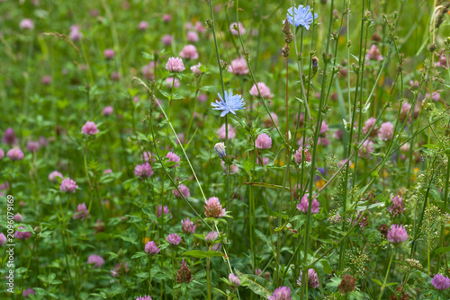 Obraz na plátně Clover and meadow flowers of the Moscow region