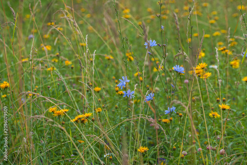 Clover and meadow flowers of the Moscow region