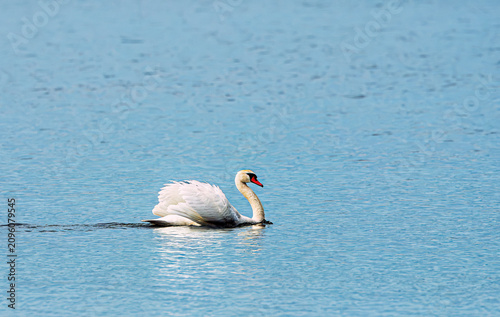 white swan on the water