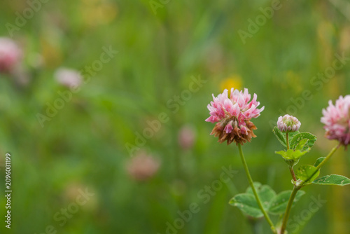 Obraz na plátně Clover and meadow flowers of the Moscow region