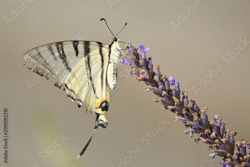 Scarce swallowtail, Iphiclides podalirius, big beautiful butterfly on the lavender flower