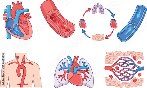 Foto Human circulatory system anatomy diagrams with heart blood vessels and flow