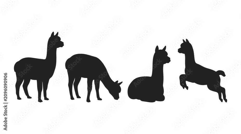 Fototapeta premium Silhouettes of four llamas in various poses.