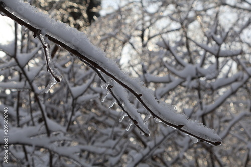 Принти на полотні Frozen branches covered with snow and icicles in winter forest