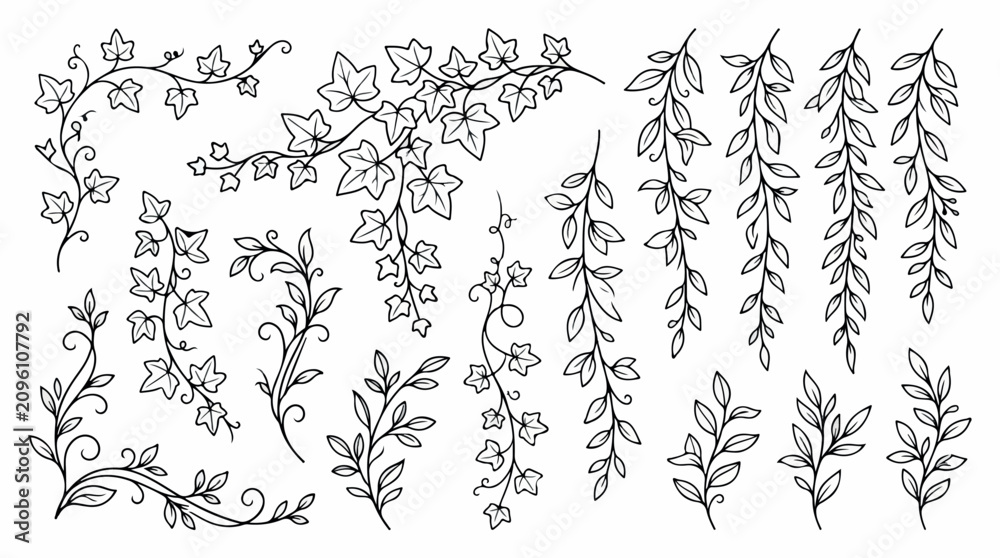 Fototapeta premium Hand drawn ivy and hanging leaf vine vector set, black and white botanical line art illustrations, decorative floral climbing plant elements