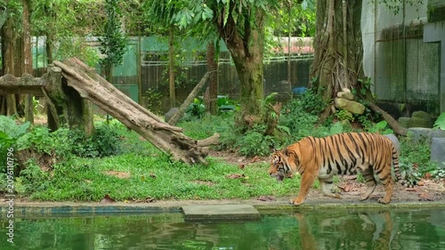A large Bengal tiger walks slowly along the water edge inside a green zoo enclosure during daytime, moving continuously without stopping along the grassy bank.