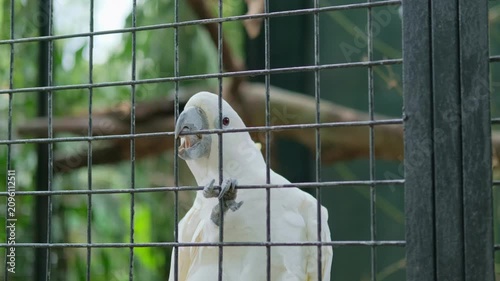 A white cockatoo with yellow feathers climbs and grips the metal cage bars with its beak and feet in an outdoor aviary during daytime.